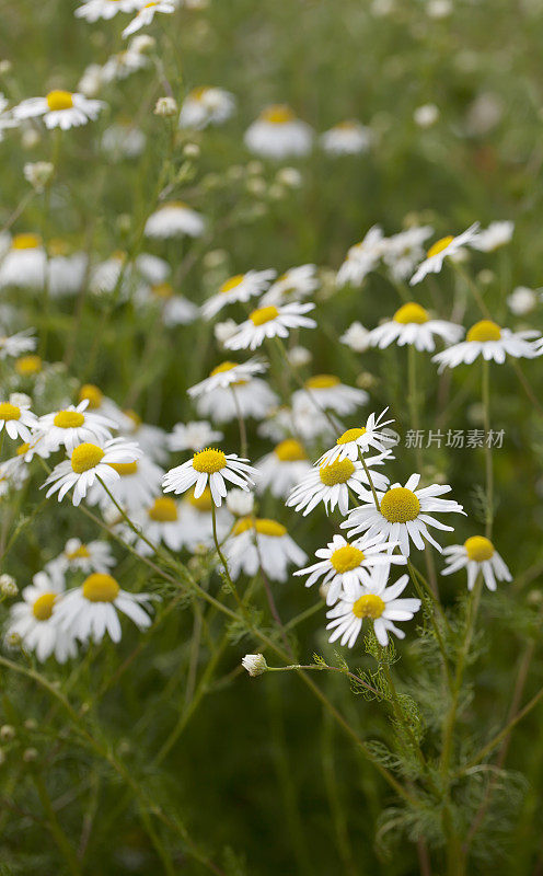 无嗅美足草(Matricaria inodora)